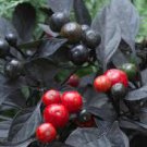 30 Pcs 'Onyx' Red Ornamental Pepper Bonsai