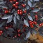 30 Pcs 'Onyx' Red Ornamental Pepper Bonsai