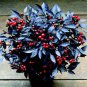 30 Pcs 'Onyx' Red Ornamental Pepper Bonsai