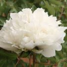 5 Pcs 'Bai Dew' Snow-white Peony Tree Flower