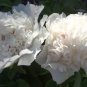 5 Pcs 'Bai Dew' Snow-white Peony Tree Flower