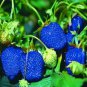 100 Pcs Mixed Strawberry Seeds Black Blue Giant Red Purple
