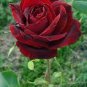 20 Pcs Witch Brown Rose Plant Flowers Seeds