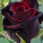 20 Pcs Witch Brown Rose Plant Flowers Seeds