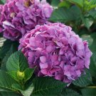 5 Pcs Heirloom Big-leaf Hydrangea Purple Peony Tree Flowers Light Fragrant