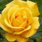 50 Pcs Heirloom Yellow Upright Fragrant Tea Rose Shrub Garden Flower Seeds 50 Pcs Heirloom Yellow Upright Fragrant Tea Rose Shrub Garden Flower Seeds