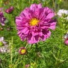 50 Pcs Cosmos Bipinnatus Double Bonbon Rose Pink Bicolour Perennial Flowers