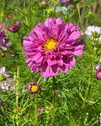 50 Pcs Cosmos Bipinnatus Double Bonbon Rose Pink Bicolour Perennial Flowers