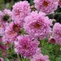50 Pcs Cosmos Bipinnatus Double Bonbon Rose Pink Bicolour Perennial Flowers
