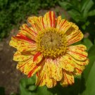 30 Pcs Zinnia Angustifolia Yellow Red Stripe Annual Garden Flowers 30 Pcs Zinnia Angustifolia Yellow Red Stripe Annual Garden Flowers