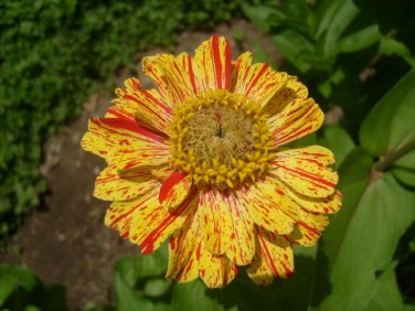 30 Pcs Zinnia Angustifolia Yellow Red Stripe Annual Garden Flowers