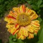 30 Pcs Zinnia Angustifolia Yellow Red Stripe Annual Garden Flowers