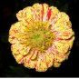 30 Pcs Zinnia Angustifolia Yellow Red Stripe Annual Garden Flowers
