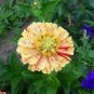 30 Pcs Zinnia Angustifolia Yellow Red Stripe Annual Garden Flowers