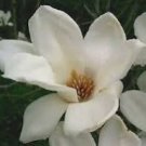 10 Pcs White Yulan Magnolia Tree 10 Pcs White Yulan Magnolia Tree