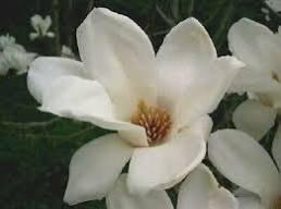 10 Pcs White Yulan Magnolia Tree