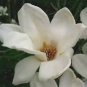 10 Pcs White Yulan Magnolia Tree