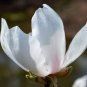 10 Pcs White Yulan Magnolia Tree
