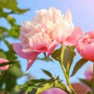 5 Pcs Rare Many Petaled Bowl-shaped Pink Peony Garden Flowers
