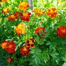 50 Pcs Heirloom Mixed French Marigold Annual Flowers