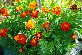 50 Pcs Heirloom Mixed French Marigold Annual Flowers