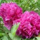 5 Pcs Red Rockii Tree Peony Garden Flowers