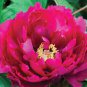 5 Pcs Red Rockii Tree Peony Garden Flowers