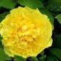 5 Pcs Huang Huakui Golden Yellow Peony Flowers
