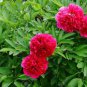 5 Pcs Rare White Red Tree Peony Tree