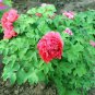 5 Pcs Rare White Red Tree Peony Tree