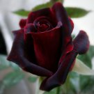 20 Pcs Santiago Black Red Rose Shrub Perennial Flowers