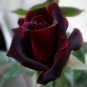 20 Pcs Santiago Black Red Rose Shrub Perennial Flowers