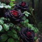 20 Pcs Santiago Black Red Rose Shrub Perennial Flowers