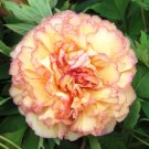 5 Pcs Rare Jin Ge Japanese Tree Peony Seeds