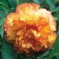 5 Pcs Rare Jin Ge Japanese Tree Peony Seeds