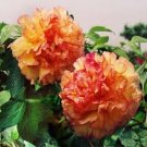 50 Pcs 5 Pcs Rare Jin Ge Japanese Tree Peony Seeds
