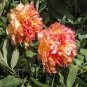 50 Pcs 5 Pcs Rare Jin Ge Japanese Tree Peony Seeds