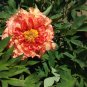 50 Pcs 5 Pcs Rare Jin Ge Japanese Tree Peony Seeds