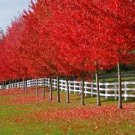 20 Pcs Autumn Blaze Red Maple Tree