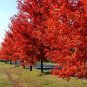 20 Pcs Autumn Blaze Red Maple Tree