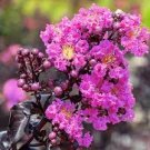 30 Pcs Pink Velour Crape Myrtle impressive ornamental trees 30 Pcs Pink Velour Crape Myrtle impressive ornamental trees