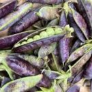 5 Pcs Rare Heirloom Black Big Pea