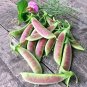 5 Pcs Rare Heirloom Black Big Pea