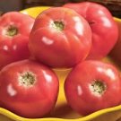 100 Pcs Heirloom 'Pink Girl' Big Bunches of Tomato