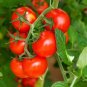 100 Pcs Solanum lycopersicum L. Tomato 'Shirley' F1 Hybrid