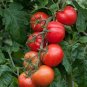 100 Pcs Solanum lycopersicum L. Tomato 'Shirley' F1 Hybrid