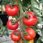 100 Pcs Solanum lycopersicum L. Tomato 'Shirley' F1 Hybrid