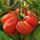 100 Pcs Rare Zapotec Ruffled Bright Red Tomato