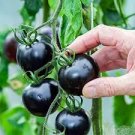100 Pcs Heirloom Rare Small Black Green Tomato Hybrid F1 Fruits 100 Pcs Heirloom Rare Small Black Green Tomato Hybrid F1 Fruits