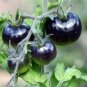 100 Pcs Heirloom Rare Small Black Green Tomato Hybrid F1 Fruits